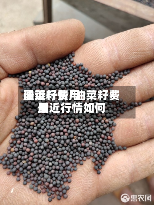 油菜籽费用最近行情/油菜籽费用最近行情如何
