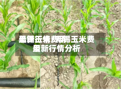 无锡玉米费用最新行情/无锡玉米费用最新行情分析