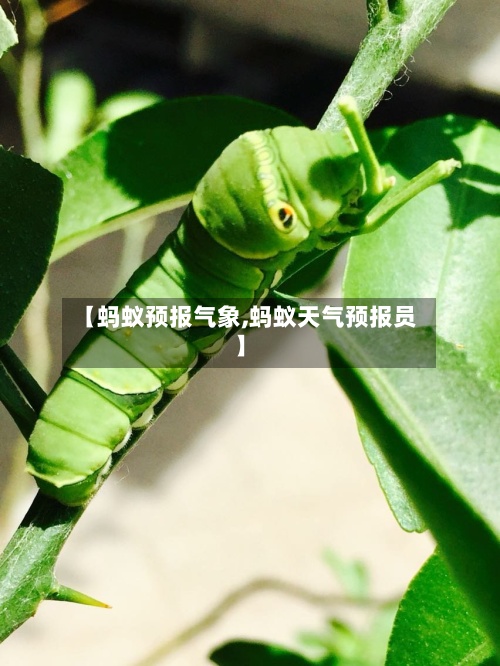【蚂蚁预报气象,蚂蚁天气预报员】-第3张图片
