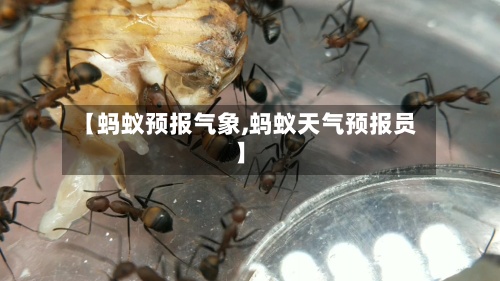 【蚂蚁预报气象,蚂蚁天气预报员】-第2张图片