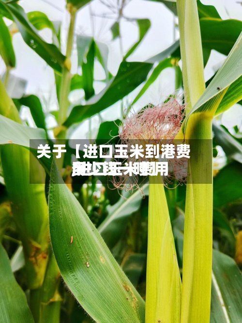 关于【进口玉米到港费用,进口玉米费用多少钱一吨】
