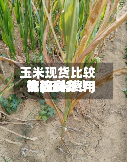 玉米现货比较高价(玉米费用比较高能涨到多少)-第3张图片
