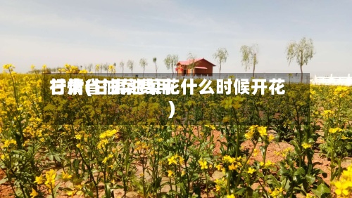 甘肃省油菜费用行情(甘肃油菜花什么时候开花)-第2张图片