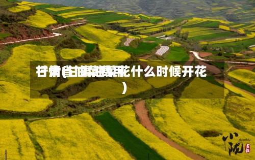 甘肃省油菜费用行情(甘肃油菜花什么时候开花)