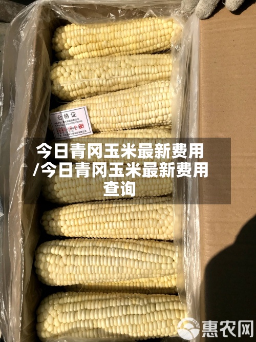 今日青冈玉米最新费用/今日青冈玉米最新费用查询