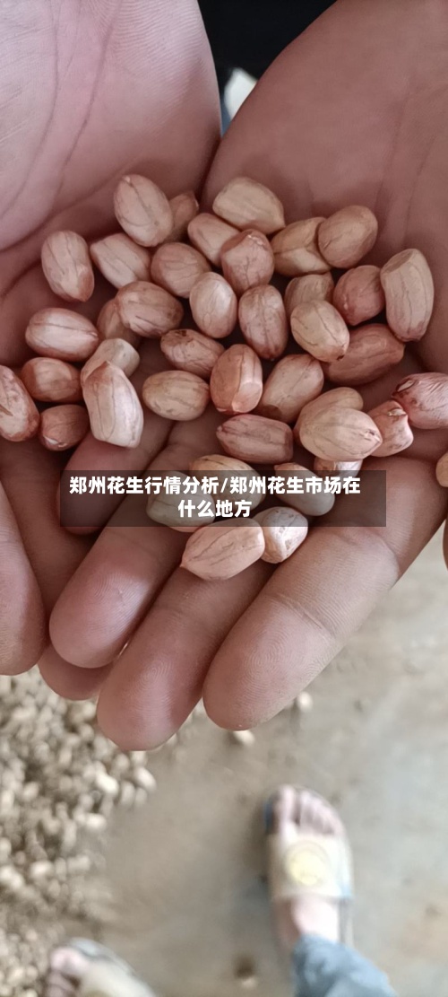郑州花生行情分析/郑州花生市场在什么地方