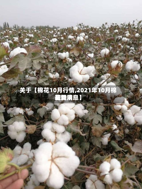 关于【棉花10月行情,2021年10月棉花费用最新消息】-第2张图片