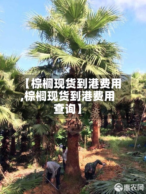【棕榈现货到港费用,棕榈现货到港费用查询】