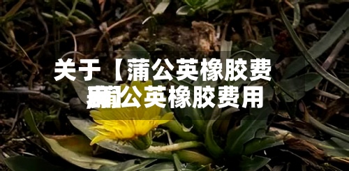 关于【蒲公英橡胶费用,蒲公英橡胶费用表】