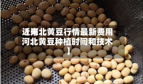 近来【河北黄豆行情最新费用河北黄豆种植时间和技术】-第2张图片