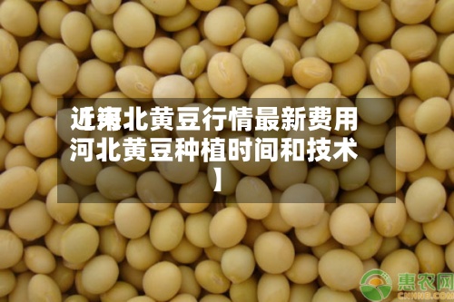 近来【河北黄豆行情最新费用河北黄豆种植时间和技术】