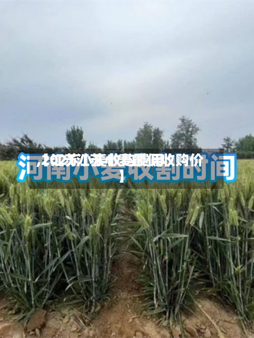 【江苏小麦收购费用,2021江苏小麦最低收购价】-第3张图片