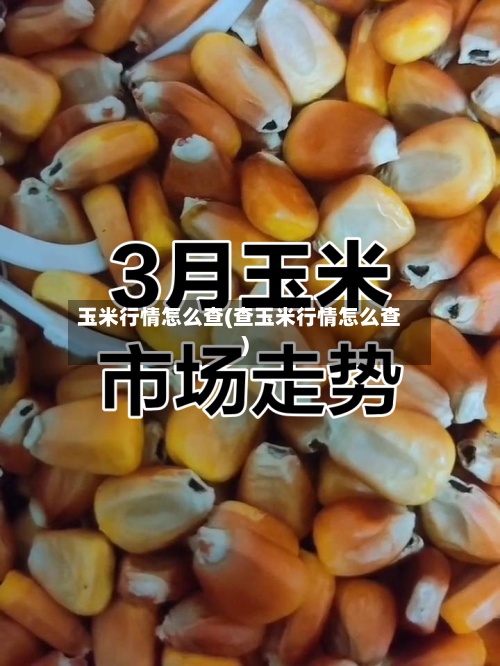 玉米行情怎么查(查玉米行情怎么查)-第2张图片