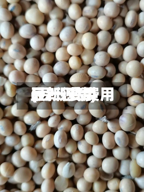 豆2现货费用(豆一费用最新行情)