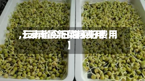 【云南最新菜籽费用,云南省今日油菜籽费用】