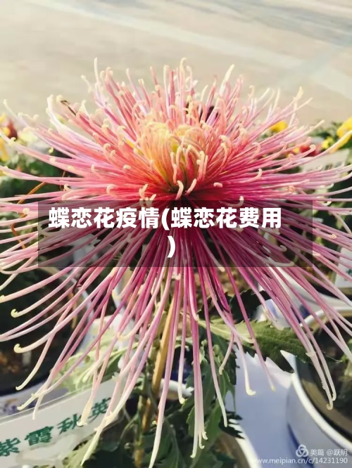 蝶恋花疫情(蝶恋花费用)