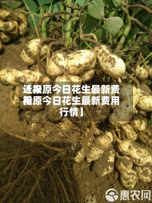近来
【松原今日花生最新费用
松原今日花生最新费用
行情】-第3张图片