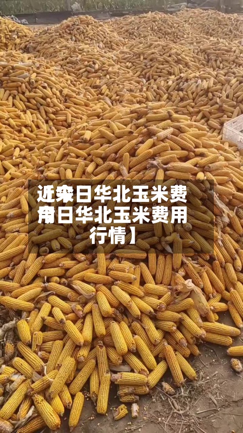近来【今日华北玉米费用今日华北玉米费用行情】-第3张图片
