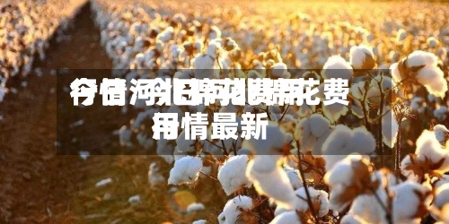 今日河北棉花费用行情/今日河北棉花费用行情最新