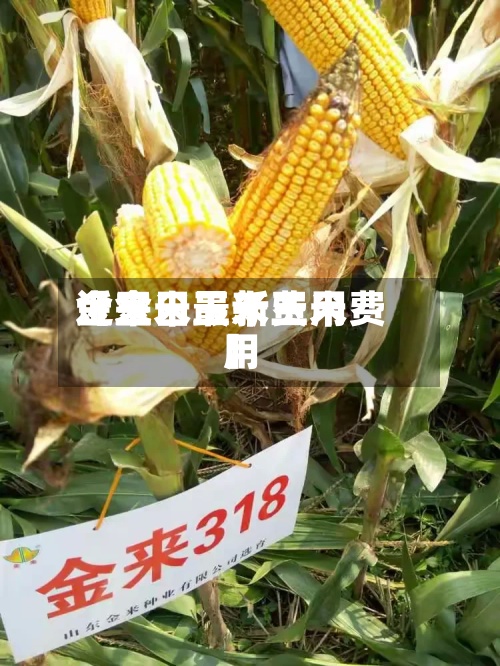 近来【金日玉米费用金玉米最新玉米费用】-第2张图片