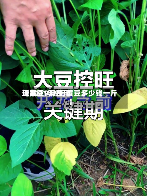 近来【黄豆9月费用现2021年9月黄豆多少钱一斤】