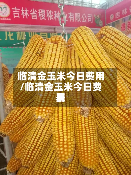 临清金玉米今日费用/临清金玉米今日费用表