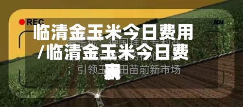 临清金玉米今日费用/临清金玉米今日费用表-第3张图片