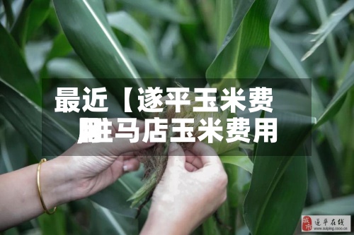 最近【遂平玉米费用,驻马店玉米费用】