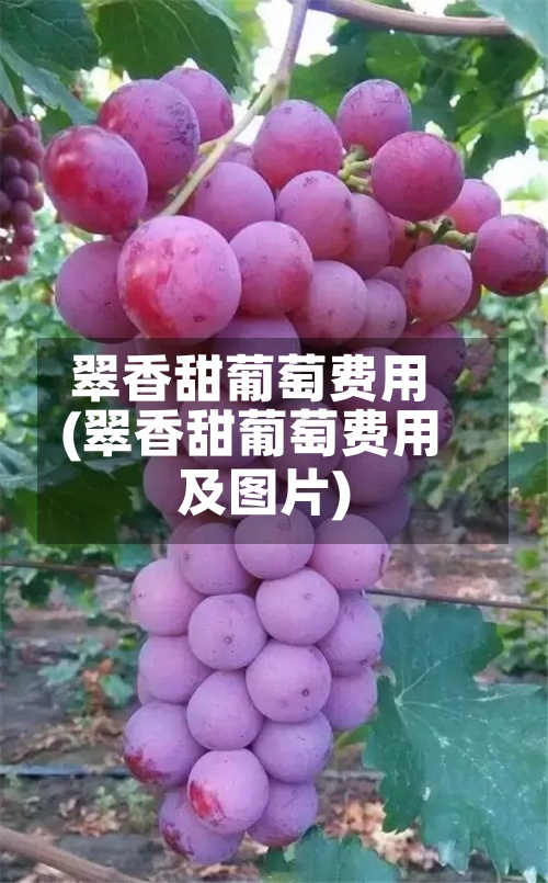 翠香甜葡萄费用(翠香甜葡萄费用及图片)