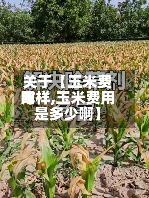 关于【玉米费用
咋样,玉米费用
是多少啊】-第2张图片