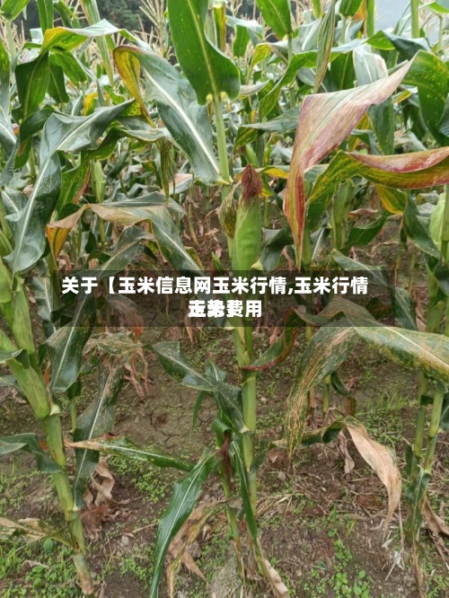 关于【玉米信息网玉米行情,玉米行情玉米费用走势】-第2张图片