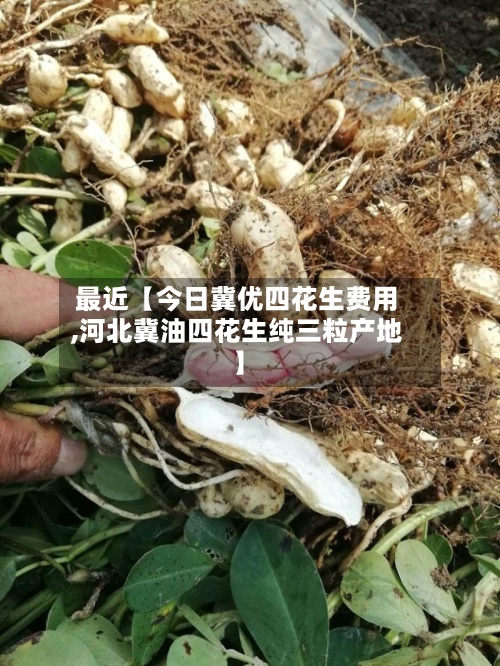 最近【今日冀优四花生费用,河北冀油四花生纯三粒产地】