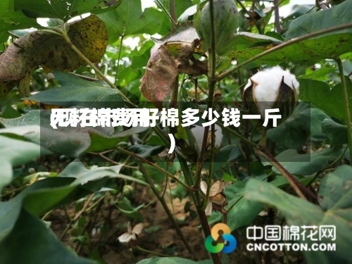 无籽棉费用(现在市场籽棉多少钱一斤)-第2张图片