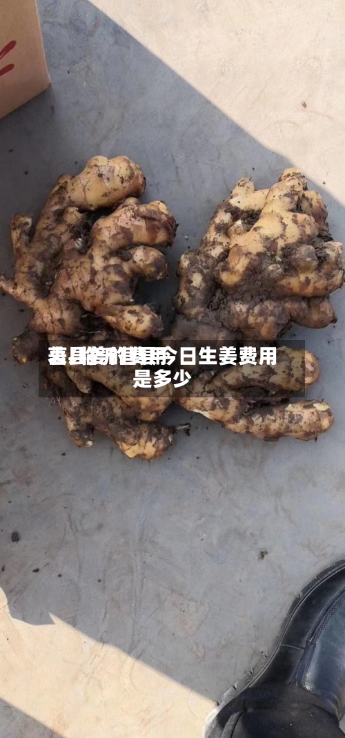 莒县姜的费用表/临沂莒县今日生姜费用是多少