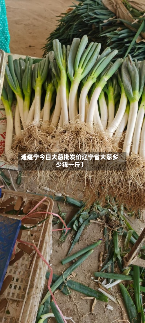 近来【辽宁今日大葱批发价辽宁省大葱多少钱一斤】
