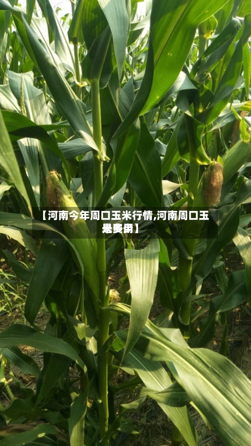 【河南今年周口玉米行情,河南周口玉米费用是多少】