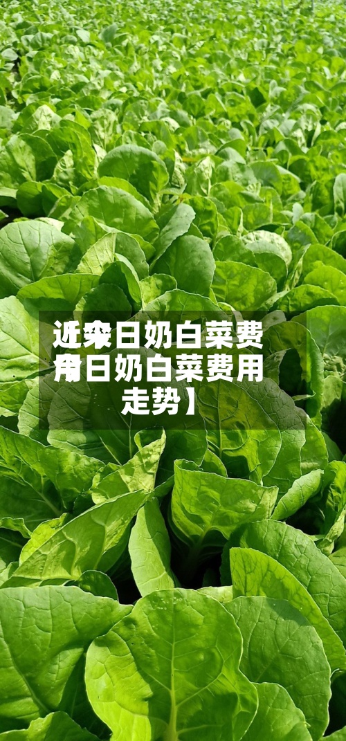 近来【今日奶白菜费用今日奶白菜费用走势】-第2张图片