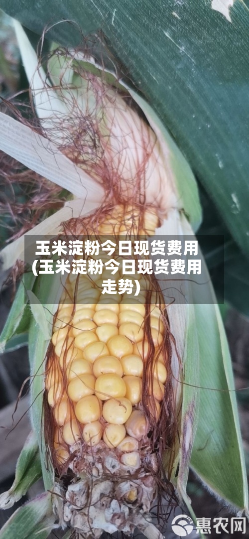 玉米淀粉今日现货费用(玉米淀粉今日现货费用走势)