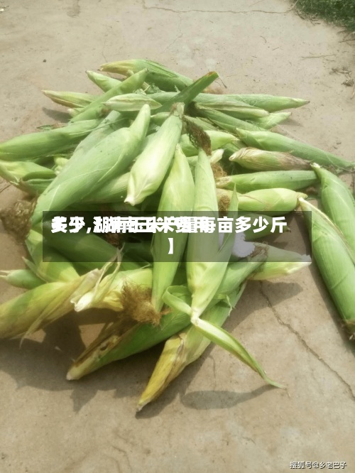 关于【湖南玉米费用多少,湖南玉米产量每亩多少斤】-第2张图片