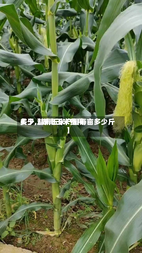 关于【湖南玉米费用多少,湖南玉米产量每亩多少斤】