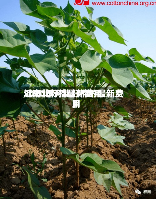 近来【河北籽棉最新费用2020年河北籽棉的最新费用】