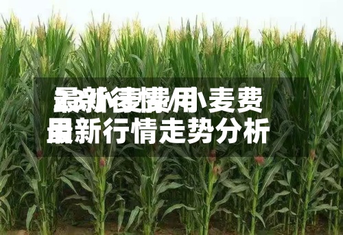 23小麦费用最新行情/小麦费用最新行情走势分析