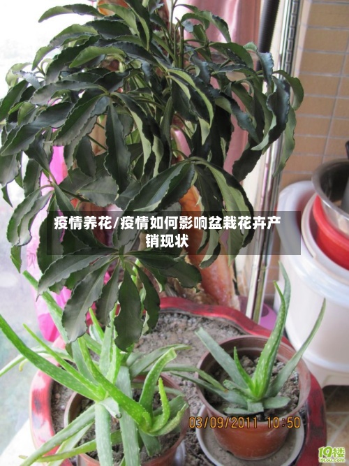 疫情养花/疫情如何影响盆栽花卉产销现状-第2张图片