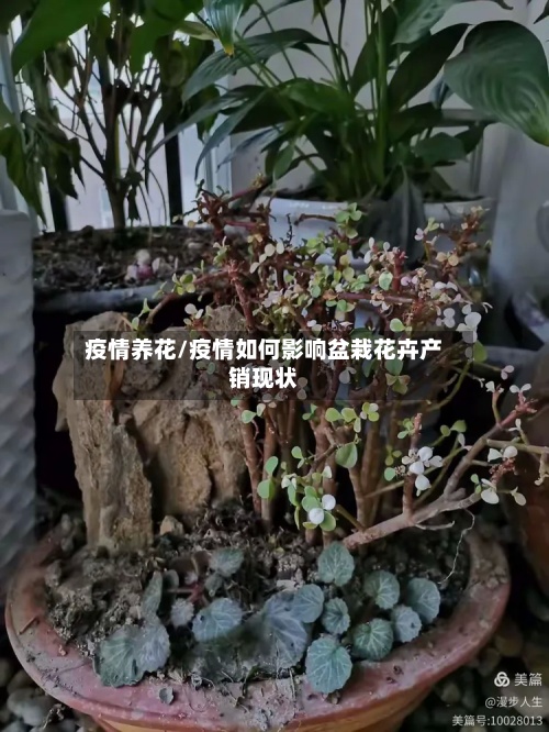 疫情养花/疫情如何影响盆栽花卉产销现状