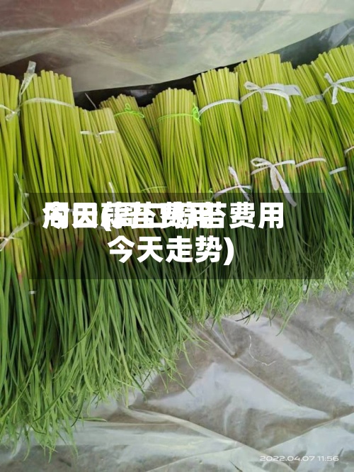 周口蒜苔费用今天(周口蒜苔费用今天走势)