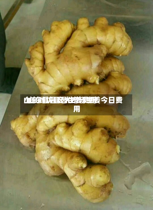山东潍坊昌邑生姜费用/山东昌邑宏大市场生姜今日费用
