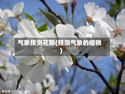 气象预测花期(预测气象的植物)