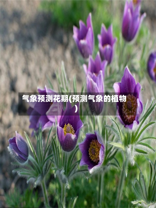 气象预测花期(预测气象的植物)-第3张图片