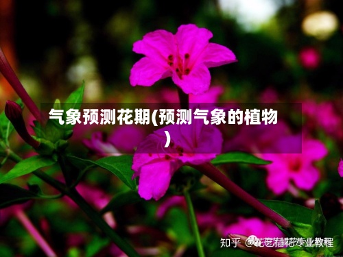 气象预测花期(预测气象的植物)-第2张图片
