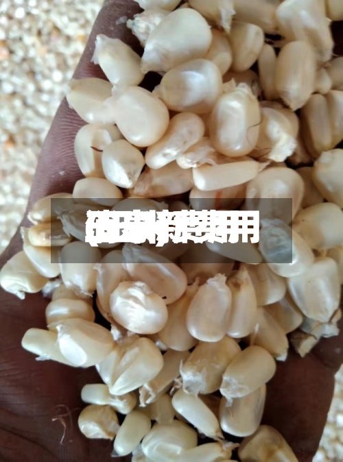 玉米新费用
(玉米费用
消息)-第2张图片